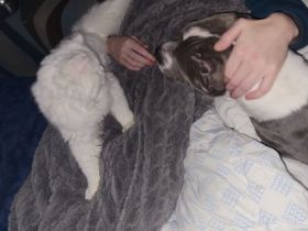 Kater wegen Umzug abzugeben