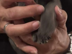 Weimaraner Welpen