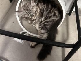 Maine Coon Kitten