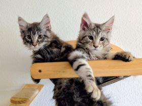 Maine Coon Kitten