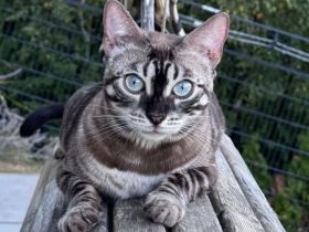 Panomati Bengal - zwei tolle Katzen Damen