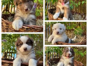 Reinrassige Australian Shepherd Welpen suchen ein liebevolles Zuhause
