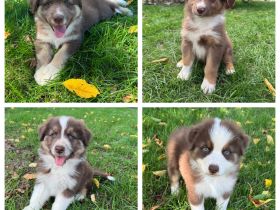 Reinrassige Australian Shepherd Welpen suchen ein liebevolles Zuhause