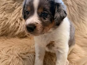 Australian Shepherd Mix Welpen