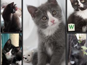 Bezaubernde Maine Coon Mix Kätzchen