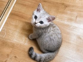 Bkh kitten
