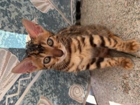 Süße Bengalkitten suchen ein liebevolles zu Hause