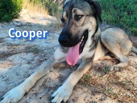 Cooper, 02/25 - sanfter Riese sucht ab September ein Zuhause