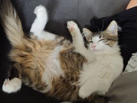 Maine-Coon-Mix-Kitten in liebevolle Hände zu vermitteln