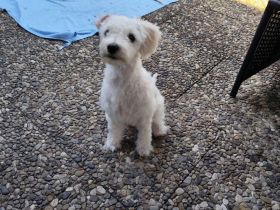 Maltipoo Weibchen geboren 28.04.2026