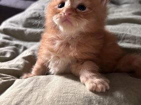 Maine Coon Kitten