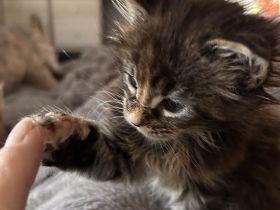 Maine Coon Kitten