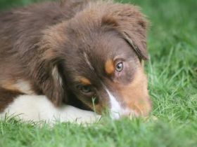 Australian Shepherd Rüde