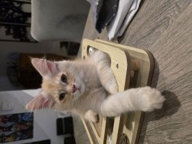 Reinrassiger Maine coon Kater