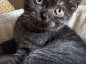 Kleine BKH Kitten
