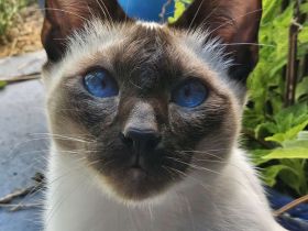 Thaikatze Thaikitten Siam alte Form mit Stammbaum