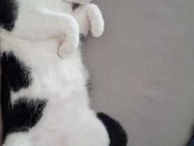 Zuckersüßer, ruhiger Kater (geb. März 2025) sucht neues Zuhause