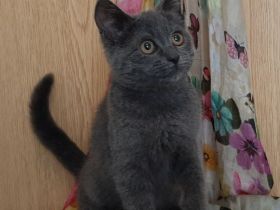 BKH Kitten, noch eine kleine Mietze, in blau