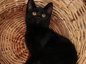 BKH Kitten, noch eine kleine Mietze, in schwarz