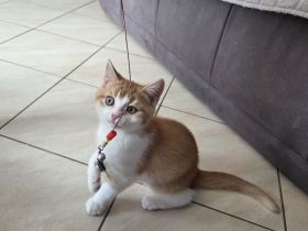 Auszugsbereit! Nur noch 1 BKH Traum-Kitten sucht seinen Herzensmenschen!