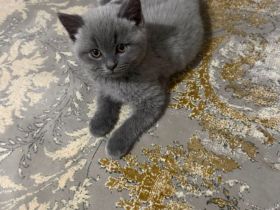 süße Britisch Kurzhaar Kitten
