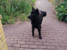 Mischling Schäferhund 1 Jahr