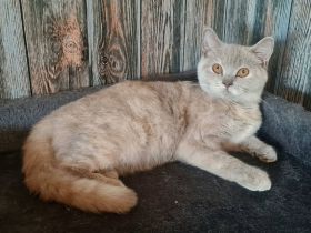 Bkh lilac tortie Reinrassig