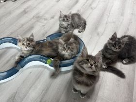 Maine Coon