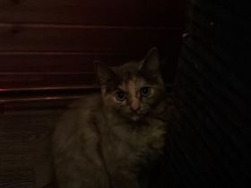 Kitten