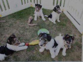 Foxterrier drahthaar Welpen
