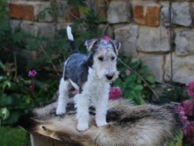 Foxterrier drahthaar Welpe Rüde