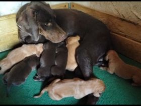 Magyar Vizsla Welpen auch schokobraun