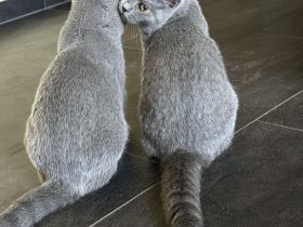 BKH Kitten Blue Stammbaum Zucht Bernstein Augen