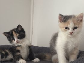 Kitten