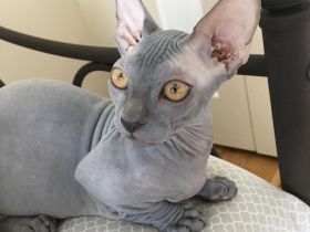 Sphynx-Kätzchen