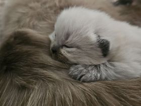 Reinrassig Ragdoll Katze