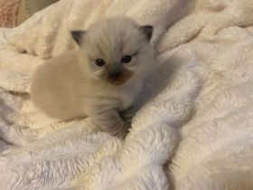 Reinrassig Ragdoll Katze
