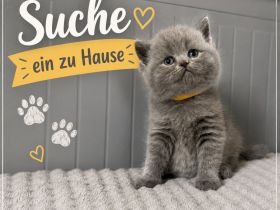 Britisch Kurzhaar in blau reinrassig Kitten