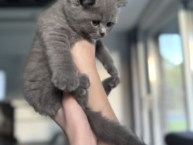 Abgabebereit 1 Kater Britisch Kurzhaar in blau reinrassig Kitten BKH