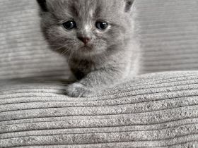Britisch Kurzhaar in blau reinrassig Kitten