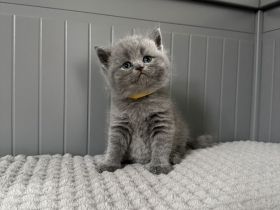 Nur noch 1 Kater Britisch Kurzhaar in blau reinrassig Kitten BKH