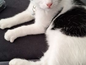 Zuckersüßer, ruhiger junge Kater sucht neues Zuhause