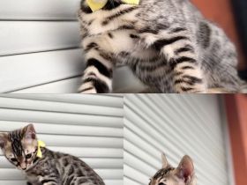 2 Bengal Kitten suchen dringend ein neues Zuhause