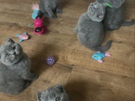 🐾 Britisch-Kurzhaar-Kätzchen suchen ein Zuhause 🐾