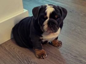 Englische Bulldogge