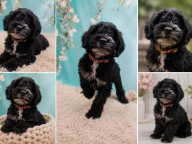 Doodle-Welpen, Pudel, Tibet Terrier, aus familiärer Vereinszucht, mit Papiere, dürfen ausziehen!