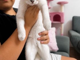 Bkh Blue Point Kater