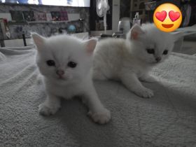 Britische Kurzhaar Babys