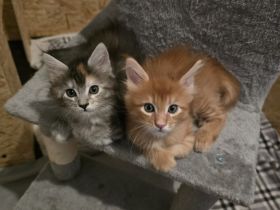 🐾 Maine-Coon-Kitten suchen liebevolles Zuhause 🐾