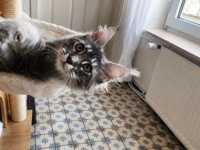=^..^=Traumhaft schöne extrem verschmustes Maine Coon kitten mit Stammbaum aus seriöser Zucht =^..^=